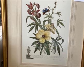 Sample of framed botanicals.