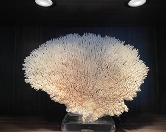 Coral on lucite base. Measures 19" x 15".