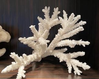 Branching coral.