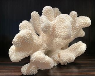 White pocillopora coral.
