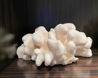 White pocillopora coral.