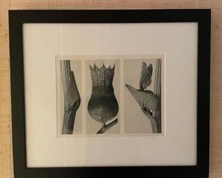 Set of three black & white photographs by artist Karl Blossfeldt. Photo 1 of 3.