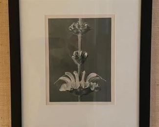 Set of three black & white photographs by artist Karl Blossfeldt. Photo 2 of 3.