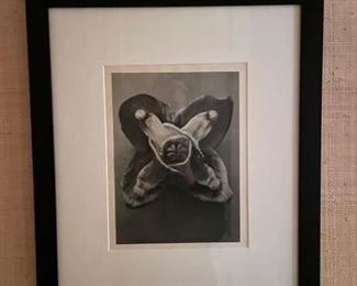 Set of three black & white photographs by artist Karl Blossfeldt. Photo 3 of 3.