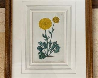 Antique Botanical Etchings. Photo 1 of 6.