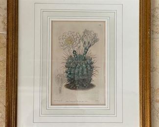 Antique Botanical Etchings. Photo 3 of 6.