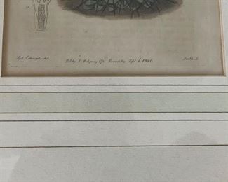 Antique Botanical Etchings. Photo 4 of 6.