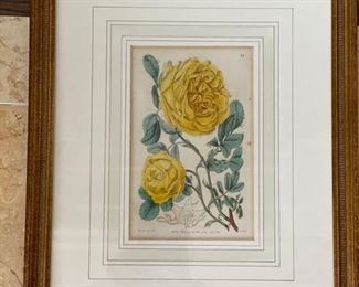 Antique Botanical Etchings. Photo 5 of 6.