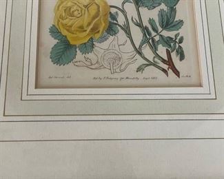 Antique Botanical Etchings. Photo 6 of 6.