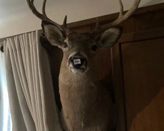 . . . a great deer mount