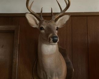 . . . another beautiful mount