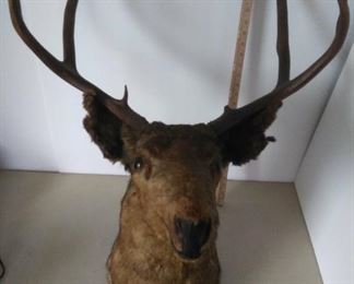 TAXIDERMY ELK 