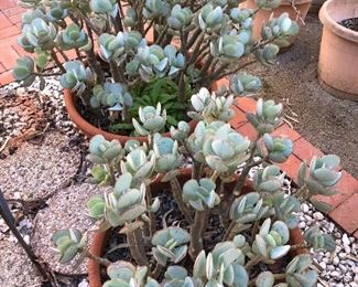 Lots of potted succulents!