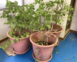 Life Plants
Three (3) large live plants of unknown species. Appear to be outdoor for summertime and brought indoors for winter. In large plastic pots on with bottom tray on casters