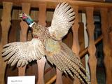 taxidermy