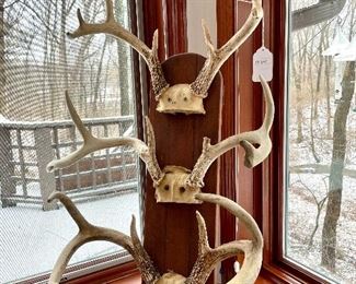 SOLD       $100; collection of three white-tail deer racks on stand: 17”w x 12”d x 41”h