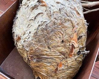 $150; Amazing Find! Abandoned hornets’ nest still on branch; 24”w (stick) x 12”d x 18”h. Fragile and dusty. 