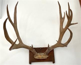 $150; 14-point antler mount; 27”w x18”d x 24”h