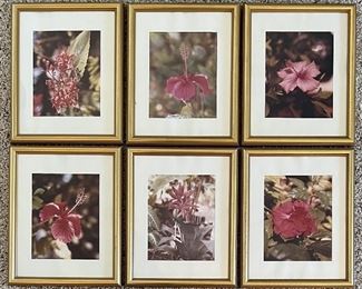 (6) Assorted Flower Photographs In Frames