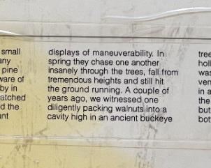 Signed Art Jean Vietor Red Squirrel Framed Litho Print Frame: 23 x 28in