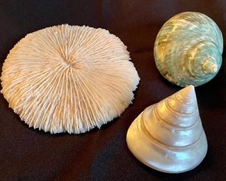 Item 114:  Lot of Mushroom Razor Coral and Two Shells: $28