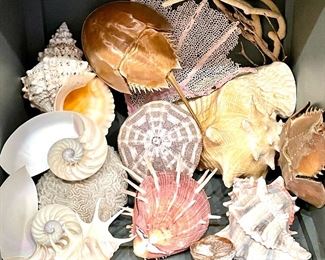 Item 6:  Large lot of fancy seashells, coral etc, including horseshoe crab:  $54