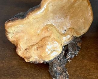mushroom detail