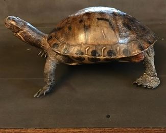 Taxidermy Turtle