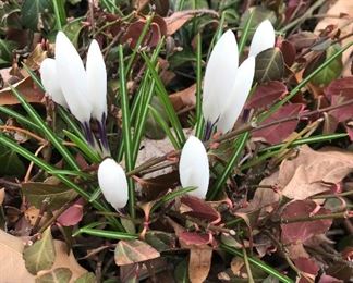 Crocus