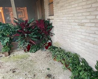 silk plants -trees and lots of them 