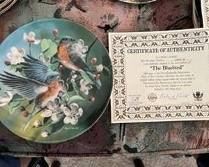 Kevin Daniel's Birds of Your Garden Collection