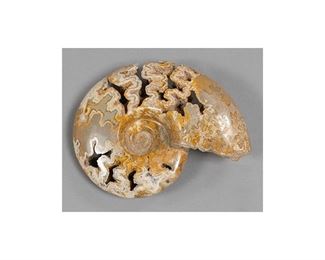 Fossilized Ammonite Specimen