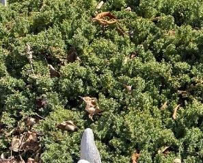 More garden ornaments.