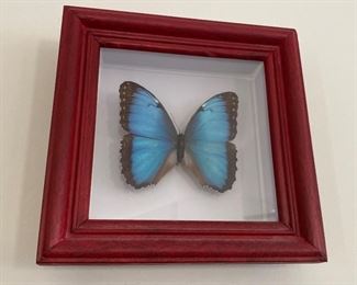 Mounted butterfly.