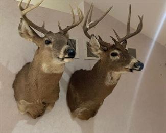 Deer Head (left one available)