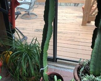 cactus & other plants