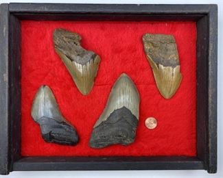  (4) Huge Megalodon Tooth Fossils, Authentic.  Stunning collection of massive and authentic Prehistoric Shark teeth!  These diver-found teeth are unaltered and un-repaired.  They have the original enamel!  Comes in a black wooden display with red velvet liner and sliding glass top.  They range from approx 4" to 5" long.