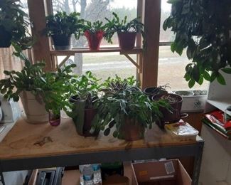 plants