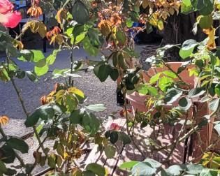 Two beautiful LARGE potted rose bushes. One DOUBLE DELIGHT with blooms.