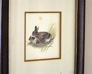 bunny watercolor