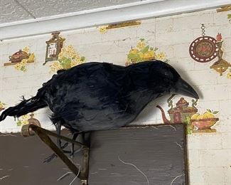 Raven