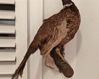 One of pair of taxidermied pheasants.