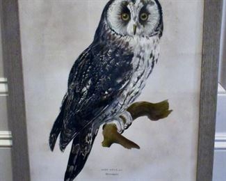 Framed owl print