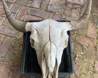 Cow Skull