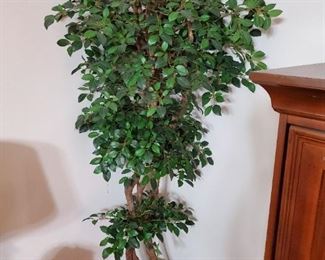 Like new Ficus tree 