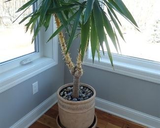 PALM PLANT