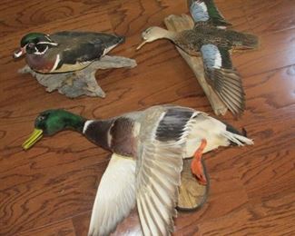 Taxidermy Ducks. 2 are wall hanging. The other is a Wood Duck on Driftwood