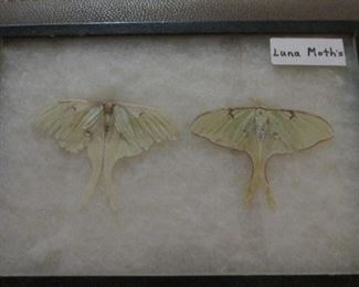 Luna Moth's