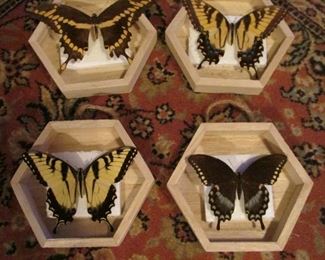 Butterfly Collection