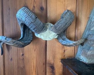 Ram Horns